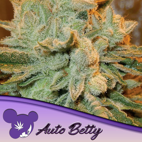 Anesia Seeds - Betty Auto